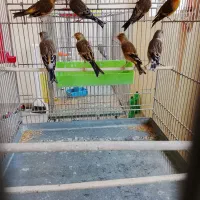 سهره قناری. بخون