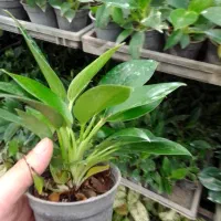 گل طبیعی برکین گلدون ۸ ریشه پر، اکثرا چند بوته|گل و گیاه طبیعی|زرگرشهر, |دیوار