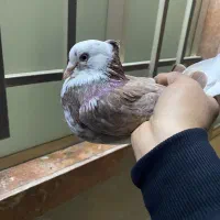 کفتر|پرنده|قم, امامزاده ابراهیم|دیوار