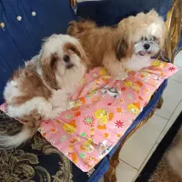 شیتزو سوپر فلت جفت نر و ماده|سگ|فولادشهر, مسکن مهر فولادشهر|دیوار