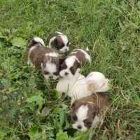 شیتزو سوپر فلت عروسکی|سگ|رشت, امین الضرب|دیوار