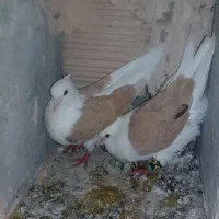 کبوتر پشتی|پرنده|سبزوار, ایزی شهر|دیوار