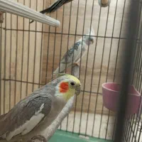 نر و ماده و جفت مولد صد درصد سالم و باکیفیت|پرنده|قم, سالاریه|دیوار