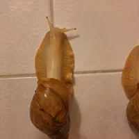 حلزون فروشی