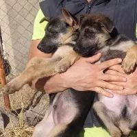 سگ ژرمن شولاین|سگ|تهران, سردارجنگل|دیوار