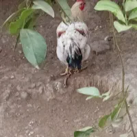 طلا محلی|پرنده|قائم‌شهر, |دیوار