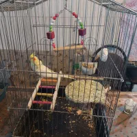 یک جفت عروس مهربون نروماده