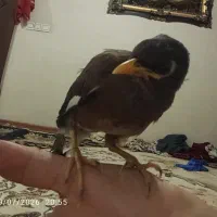 مرغ مینان 3ماه نر