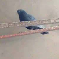 کبوتر چشم نوک|پرنده|بابا حیدر, |دیوار