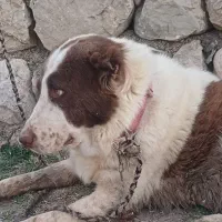 سگ فوق العاده