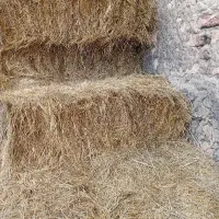 علف جنگلی ۲۰ بسته