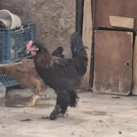 خروس برهما و مرندی