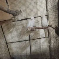 عروس البینو با جوجه