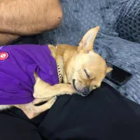 سگ شیواوا ماده|سگ|شهریار, شهرک شاهد|دیوار