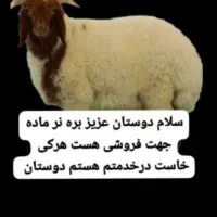 گوسفند وبره
