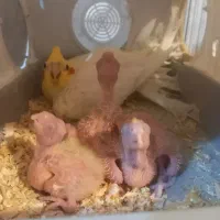 جفت عروس هلندی