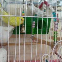 یک جفت مرغ عشق و لانه حصیری|پرنده|ری, منصوریه منگل|دیوار