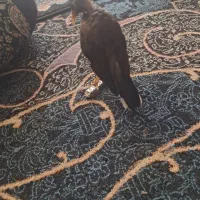 مینا