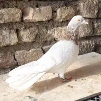 پتی واله پاکستانی خون پاک (جفت)|پرنده|اصفهان, دنارت|دیوار