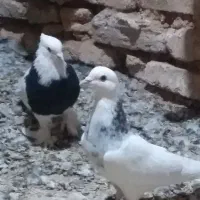 کبوتر طوقی وپرشی