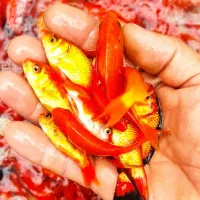 ماهی قرمز|ماهی|چالوس, |دیوار