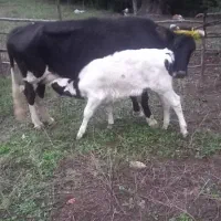 گاو و گوساله