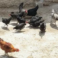جوجه خروس محلی برای کشتار ونگهداری