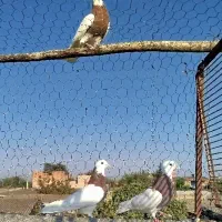 کبوتر طوقی 6تا باهم پاک  معاوضه  مرغ خروس بزغاله