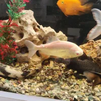 فروش آکواریوم ایتالیایی+تمام تجهیزات+ماهی های برند|ماهی|اردبیل, |دیوار