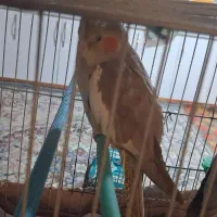 عروس هلندی جفت