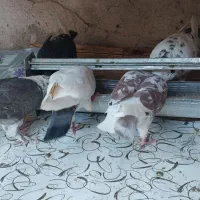 تعدادی کفتر یاهو پرشی