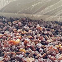 کشمش آفتابی امسالی|خوردنی و آشامیدنی|کاشمر, |دیوار