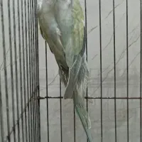 طوطی ملنگو اوپال ابی ماده (ملنگو رنگی لوتینو‌،ابی)|پرنده|تالش, هشتپر|دیوار