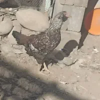 مرغ|پرنده|ایرانشهر, |دیوار