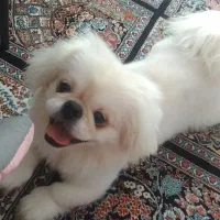 سگ شیتزو خندان