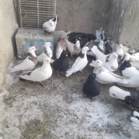 ی گله کفتر طوقی دم سفید دم سیاه