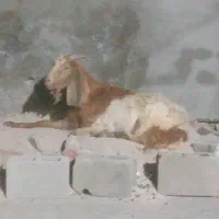 بز وکهره