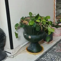 گل رونده|گل و گیاه طبیعی|سمنان, |دیوار