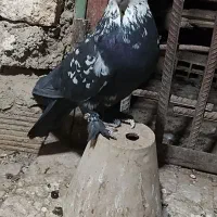 دوتا نر کله برنجی|پرنده|کیار, |دیوار