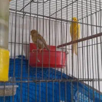 پرنده قناری جفت|پرنده|اصفهان, بهارستان|دیوار