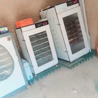 جوجه محلی|حیوانات مزرعه|سوق, |دیوار