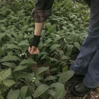 خریدو فروش علوفه