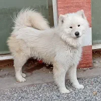 سگ سامویید / اصیل|سگ|پاکدشت, پاکدشت (مامازند)|دیوار