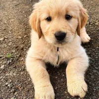 توله سگ گلدن رتریور اصیل و باهوش ـ آماده تحویل|سگ|تهران, قیطریه|دیوار
