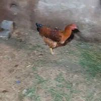دو عدد غاز .۵عدد خروس