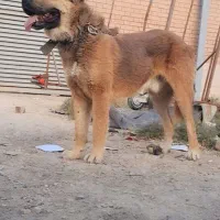 سگ خراسانی 3ساله همه چی تمام