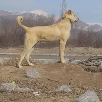 سگ سرابی|سگ|مرند, |دیوار