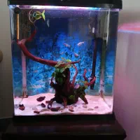 آکواریوم آکوا