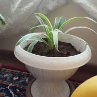 گل های زیبا باقیمت خیلی مناسب|گل و گیاه طبیعی|مرند, |دیوار