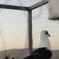 کفتر